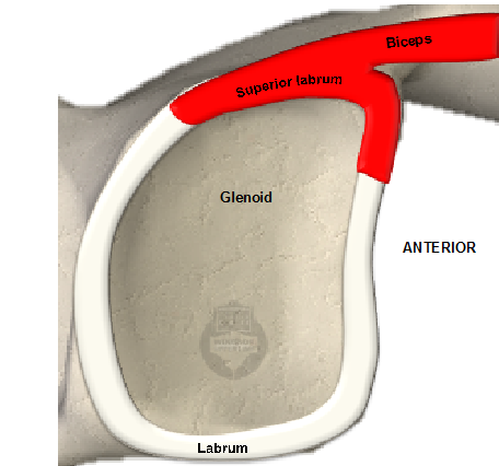 Superior labrum on sale